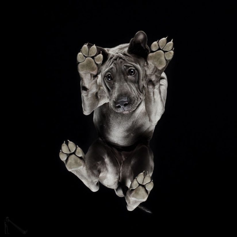 Underdog - a photo project by Andrius Burba showed dogs from an unusual side