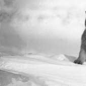 Unique photos from the first Australian Antarctic Expedition of 1911-1914