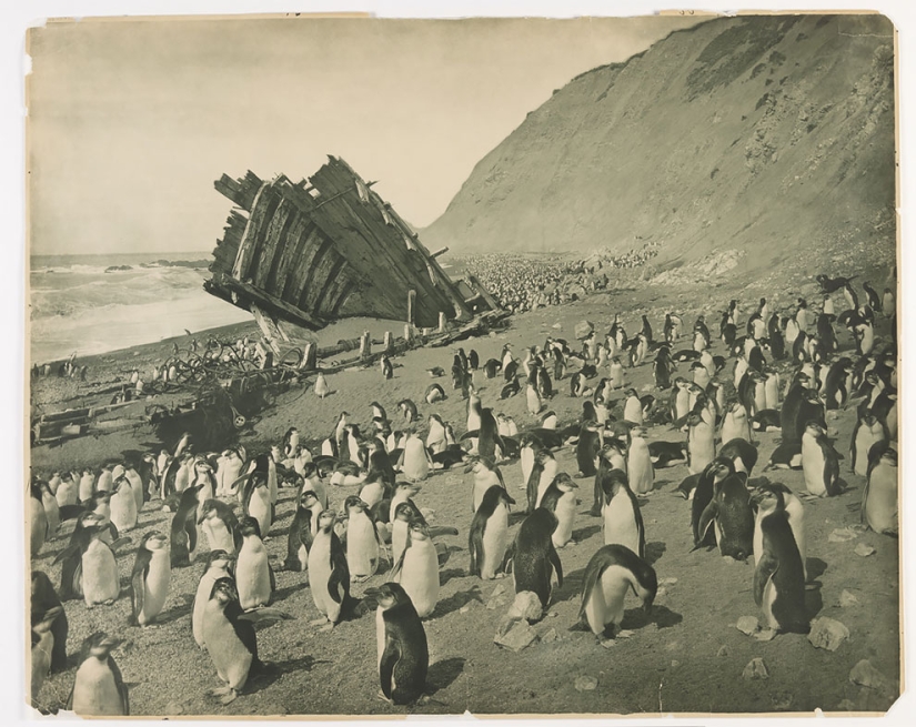 Unique photos from the first Australian Antarctic Expedition of 1911-1914