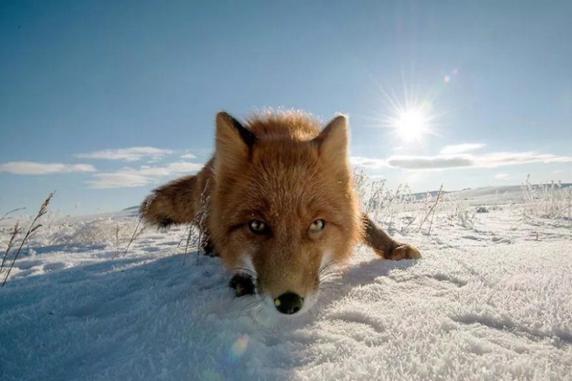 Unsurpassed portraits of wild foxes from a mining engineer from Chukotka