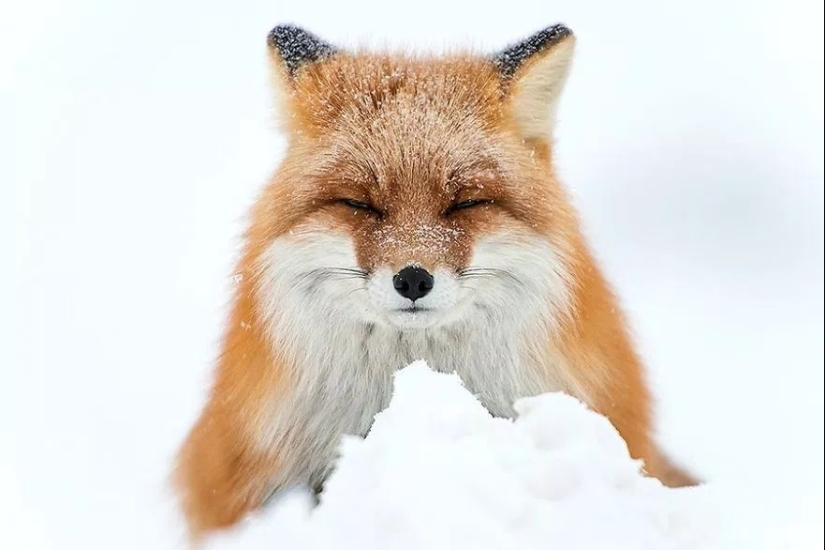 Unsurpassed portraits of wild foxes from a mining engineer from Chukotka