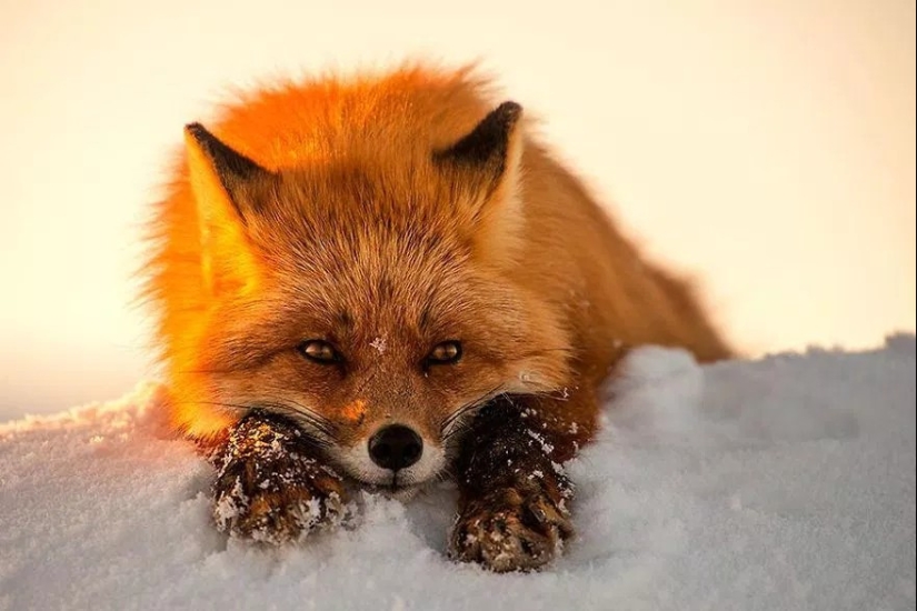 Unsurpassed portraits of wild foxes from a mining engineer from Chukotka