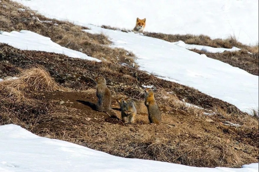 Unsurpassed portraits of wild foxes from a mining engineer from Chukotka