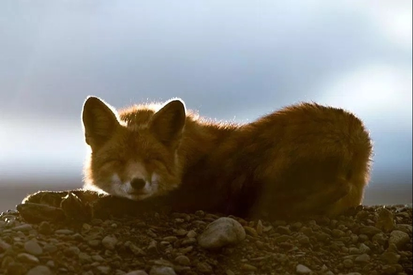 Unsurpassed portraits of wild foxes from a mining engineer from Chukotka