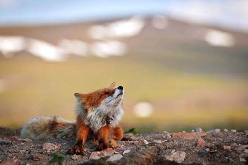 Unsurpassed portraits of wild foxes from a mining engineer from Chukotka