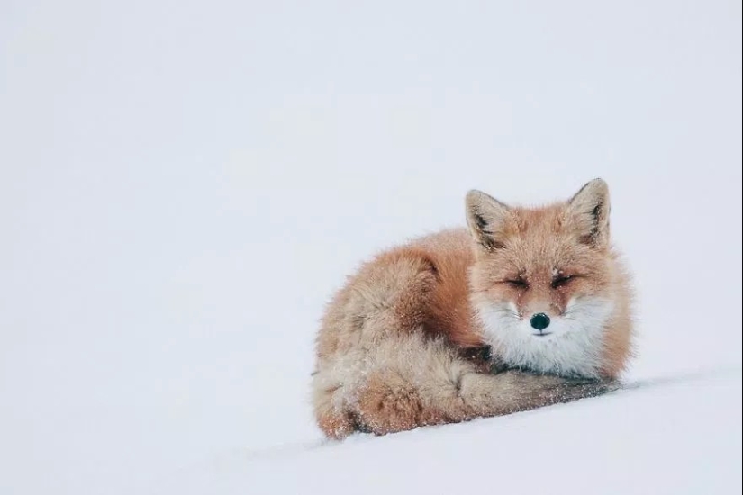 Unsurpassed portraits of wild foxes from a mining engineer from Chukotka