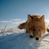 Unsurpassed portraits of wild foxes from a mining engineer from Chukotka