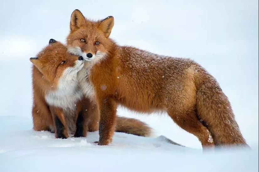 Unsurpassed portraits of wild foxes from a mining engineer from Chukotka