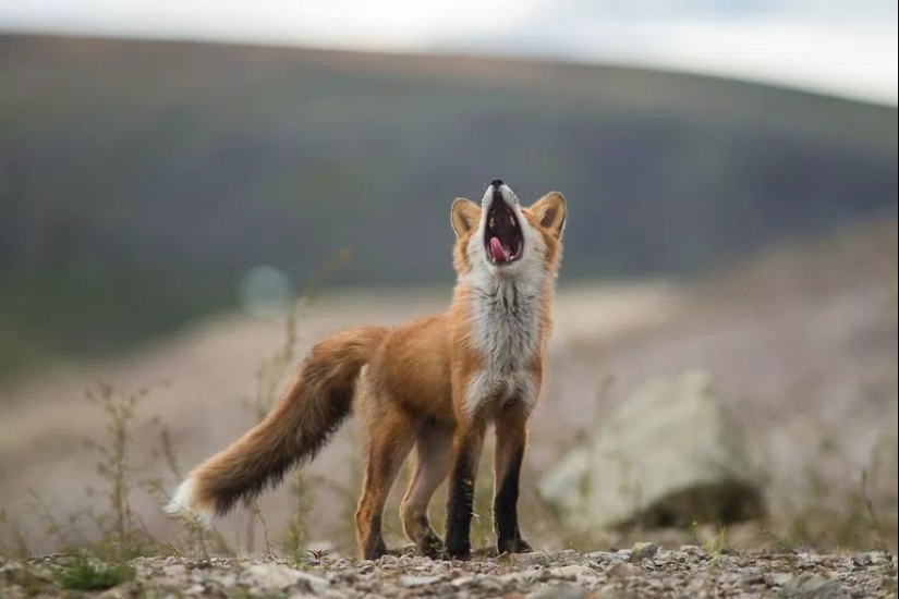 Unsurpassed portraits of wild foxes from a mining engineer from Chukotka