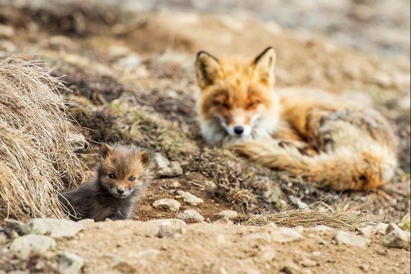 Unsurpassed portraits of wild foxes from a mining engineer from Chukotka