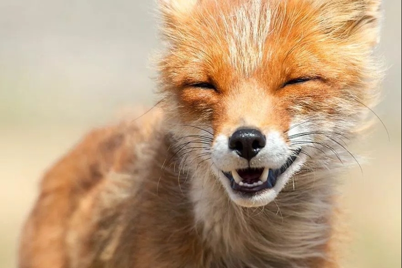 Unsurpassed portraits of wild foxes from a mining engineer from Chukotka