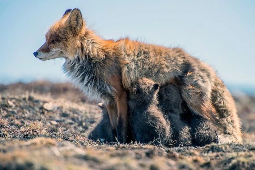 Unsurpassed portraits of wild foxes from a mining engineer from Chukotka