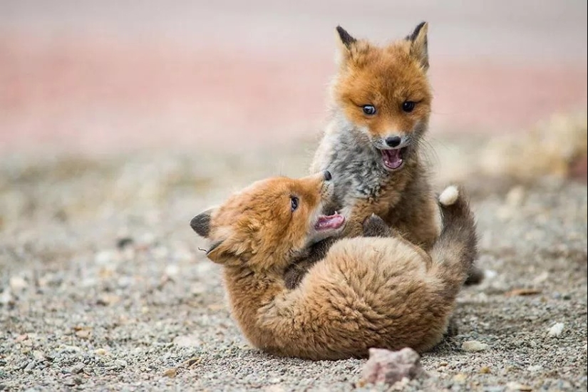 Unsurpassed portraits of wild foxes from a mining engineer from Chukotka