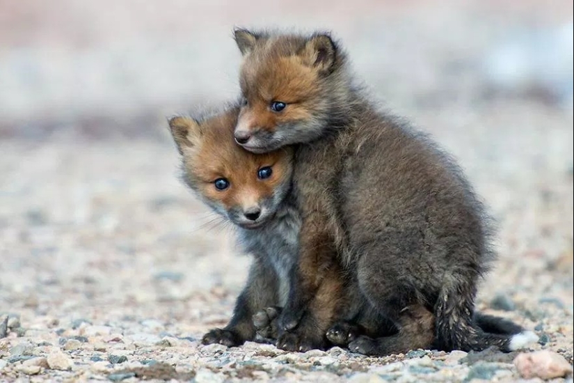 Unsurpassed portraits of wild foxes from a mining engineer from Chukotka