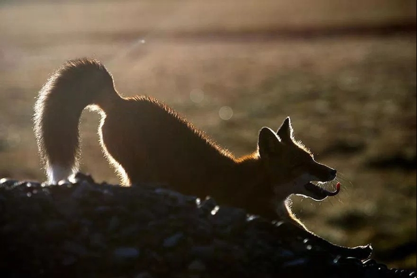 Unsurpassed portraits of wild foxes from a mining engineer from Chukotka