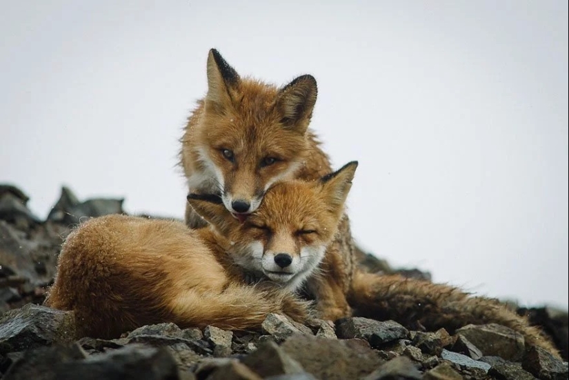 Unsurpassed portraits of wild foxes from a mining engineer from Chukotka