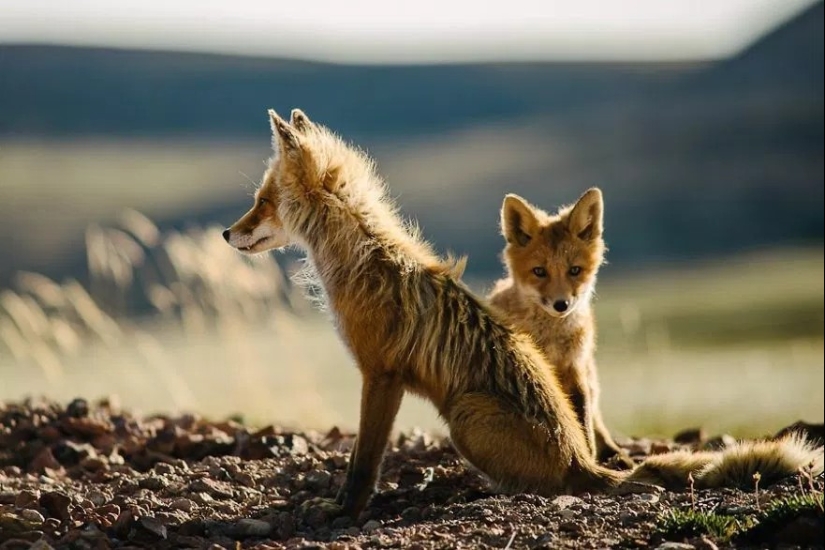 Unsurpassed portraits of wild foxes from a mining engineer from Chukotka