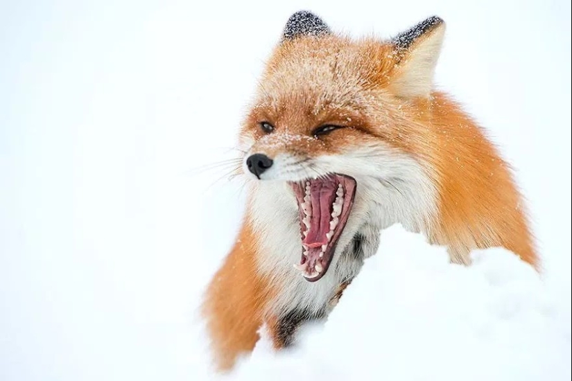 Unsurpassed portraits of wild foxes from a mining engineer from Chukotka