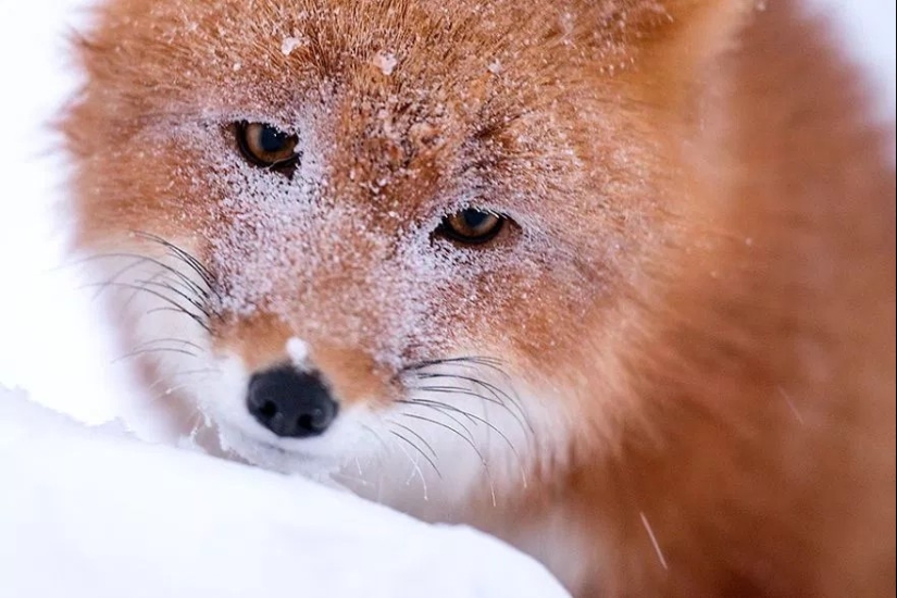 Unsurpassed portraits of wild foxes from a mining engineer from Chukotka