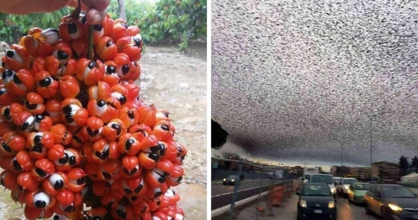 Up to goosebumps: 22 photos in which you see something terrible