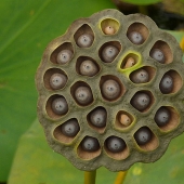 ¿Usted sufre de trypophobia?