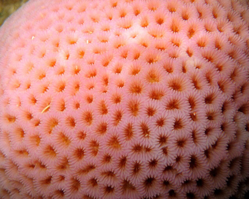 ¿Usted sufre de trypophobia?