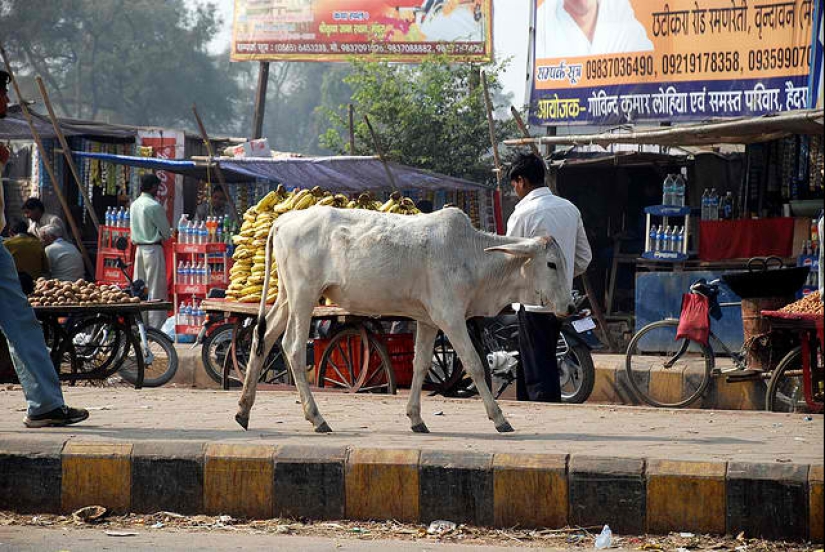 Vagabundos sagrados: Cómo las vacas sin hogar se han convertido en un problema en la India