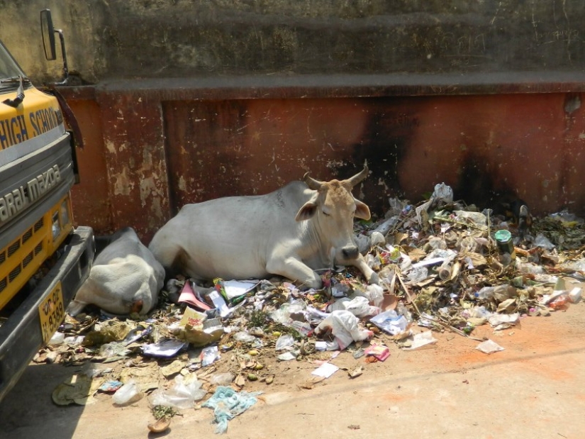 Vagabundos sagrados: Cómo las vacas sin hogar se han convertido en un problema en la India