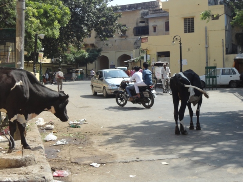 Vagabundos sagrados: Cómo las vacas sin hogar se han convertido en un problema en la India