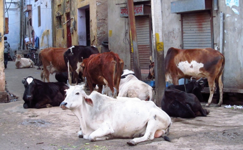 Vagabundos sagrados: Cómo las vacas sin hogar se han convertido en un problema en la India