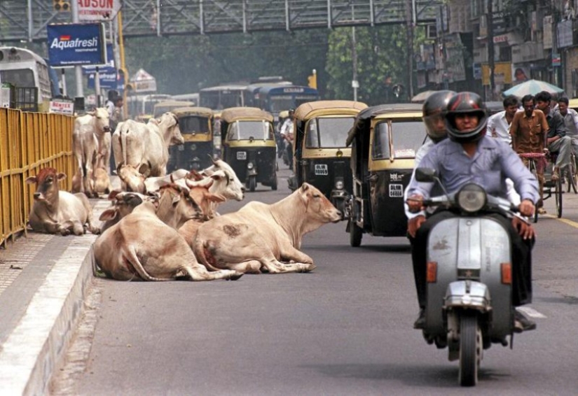 Vagabundos sagrados: Cómo las vacas sin hogar se han convertido en un problema en la India