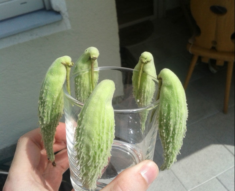 Vegetables and fruits that remind you that nature has a great sense of humor