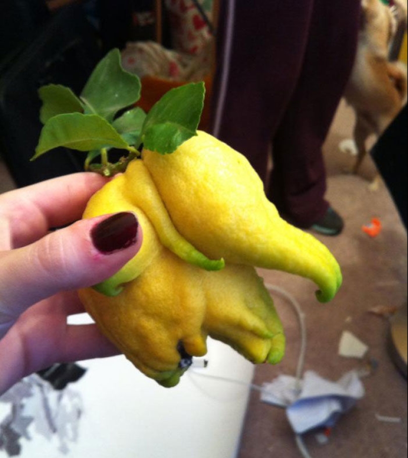 Vegetables and fruits that remind you that nature has a great sense of humor