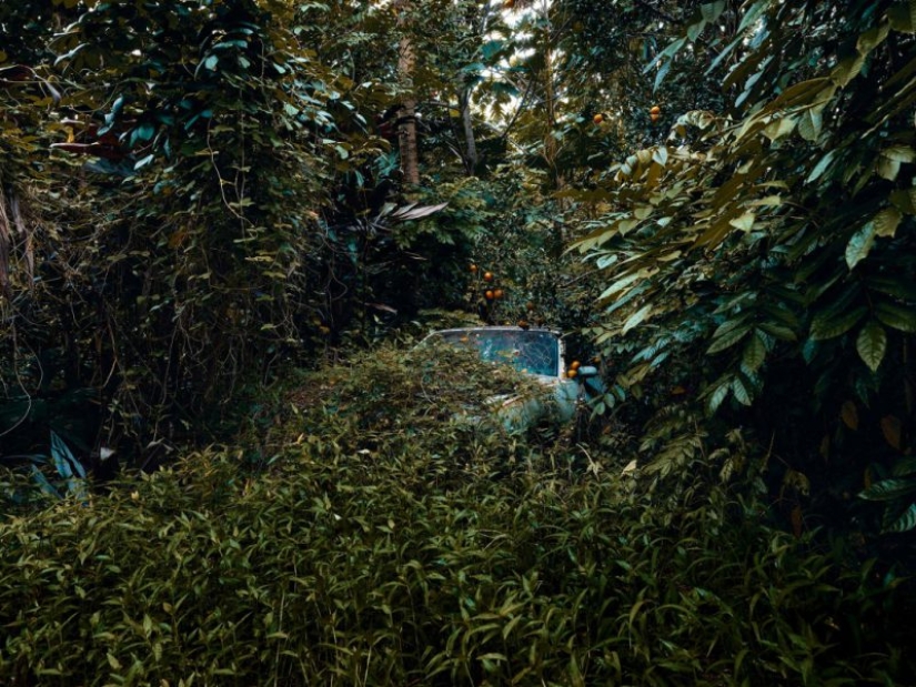 Vehículos abandonados en el Hawaiano de la selva: un proyecto fotográfico de Tomás Strigelsky