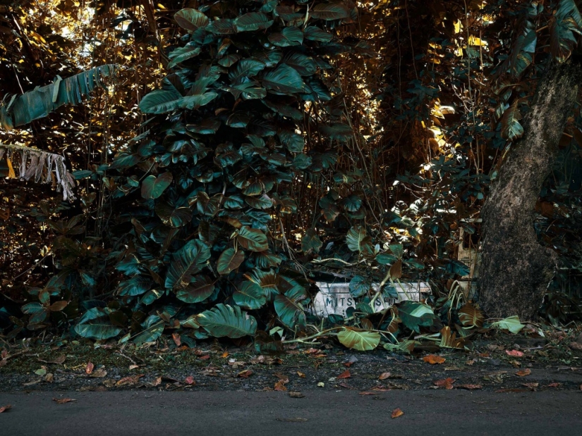 Vehículos abandonados en el Hawaiano de la selva: un proyecto fotográfico de Tomás Strigelsky