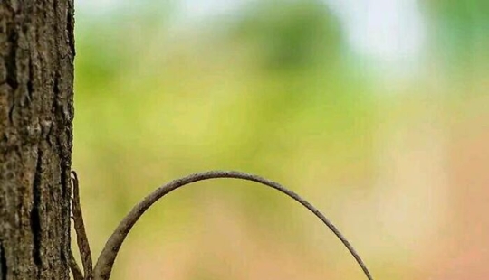 “Ver lo invisible”: 15 cosas raras y maravillosas que comparte esta comunidad en línea