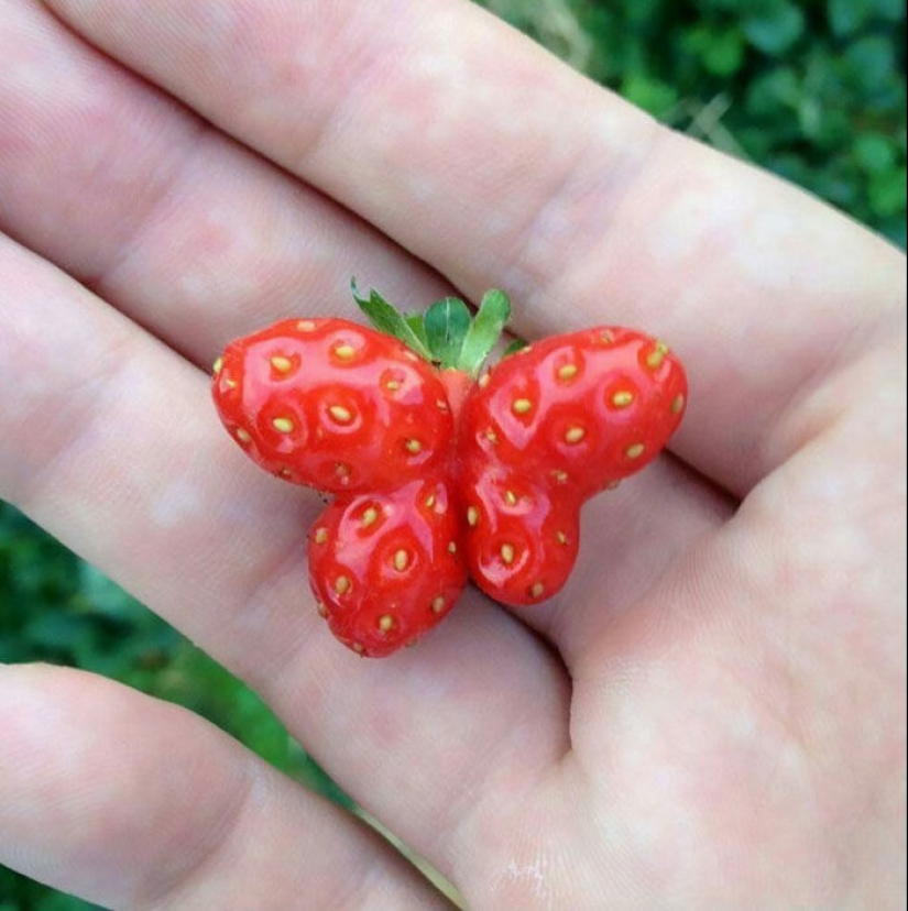 Verduras y frutas que te recuerdan que la naturaleza tiene un gran sentido del humor