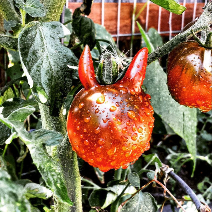 Verduras y frutas que te recuerdan que la naturaleza tiene un gran sentido del humor