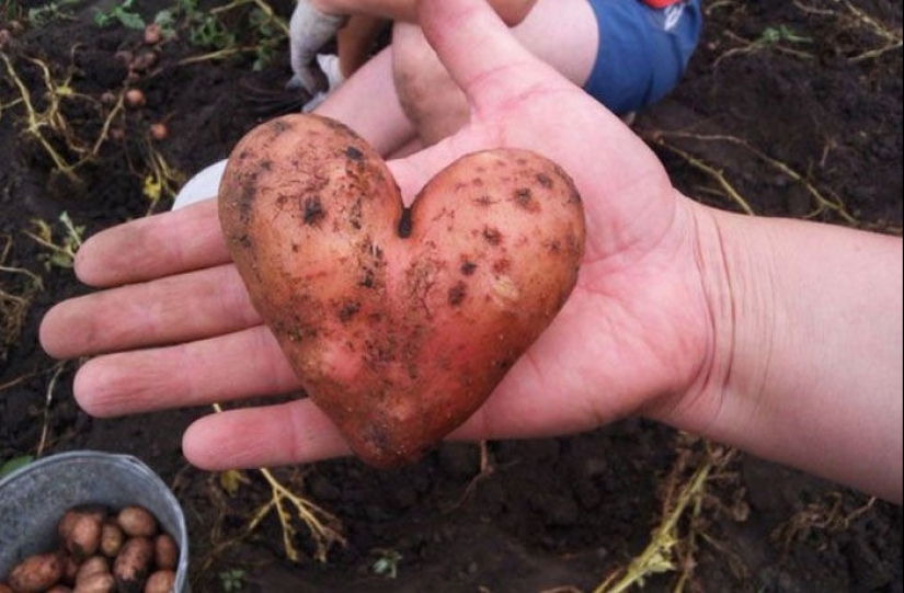 Verduras y frutas que te recuerdan que la naturaleza tiene un gran sentido del humor