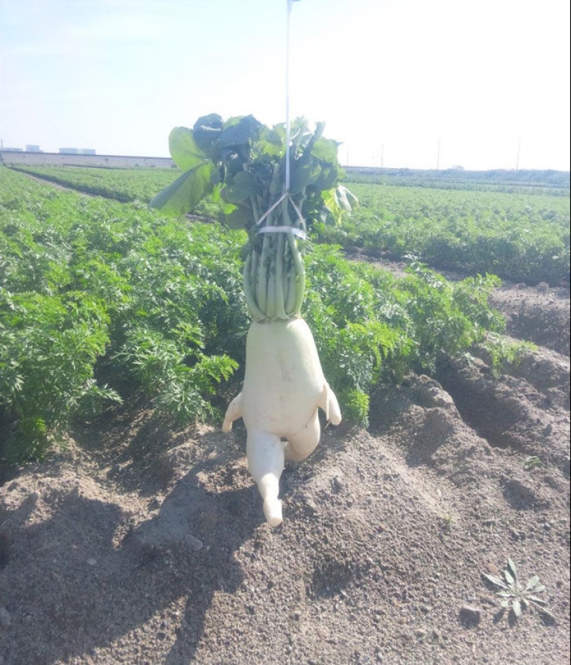 Verduras y frutas que te recuerdan que la naturaleza tiene un gran sentido del humor