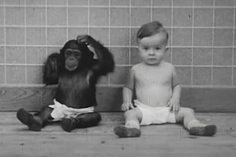 Victim of science: how a psychologist couple made their son a test subject in an experiment with a chimpanzee