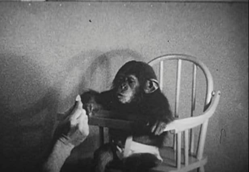 Victim of science: how a psychologist couple made their son a test subject in an experiment with a chimpanzee