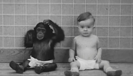 Victim of science: how a psychologist couple made their son a test subject in an experiment with a chimpanzee