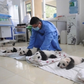 Vista conmovedora: pequeños osos panda lindos en cestas