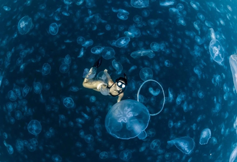 Walking under water: the fearless divers are surrounded by thousands of jellyfish