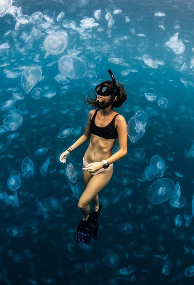 Walking under water: the fearless divers are surrounded by thousands of jellyfish