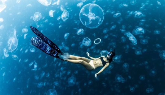 Walking under water: the fearless divers are surrounded by thousands of jellyfish