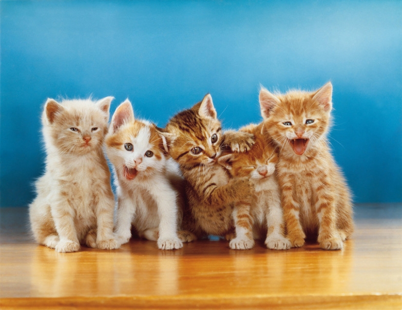 Walter Chandoha is a man who has been photographing cats for 70 years