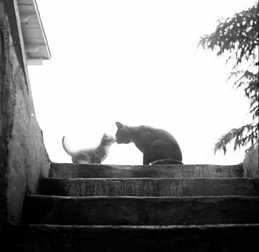 Walter Chandoha is a man who has been photographing cats for 70 years