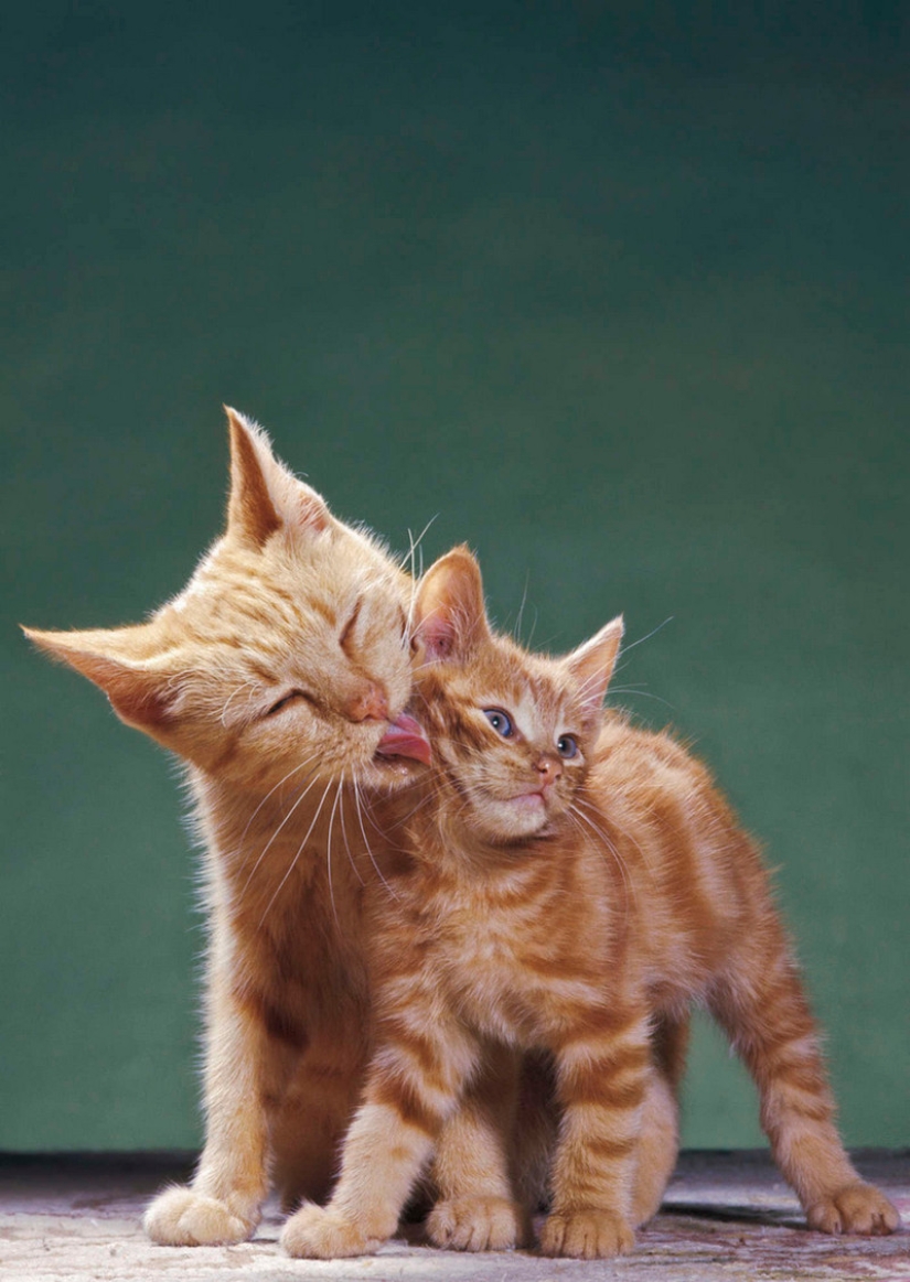 Walter Chandoha is a man who has been photographing cats for 70 years